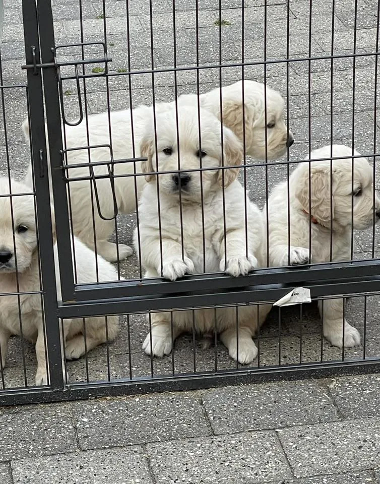 Kennel Jollygold - Denmark pet otel görseli 3