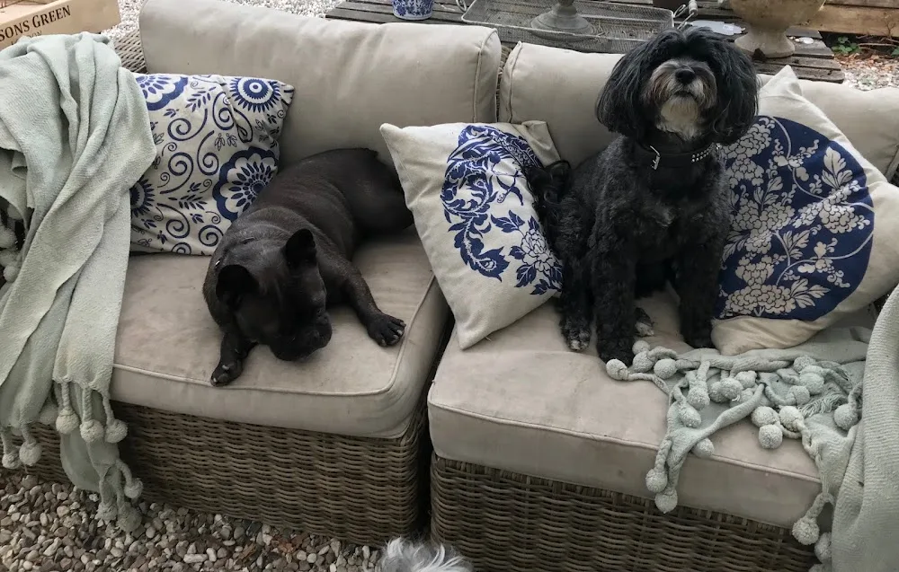 Lille Hunde Ferie - Denmark pet otel görseli 3