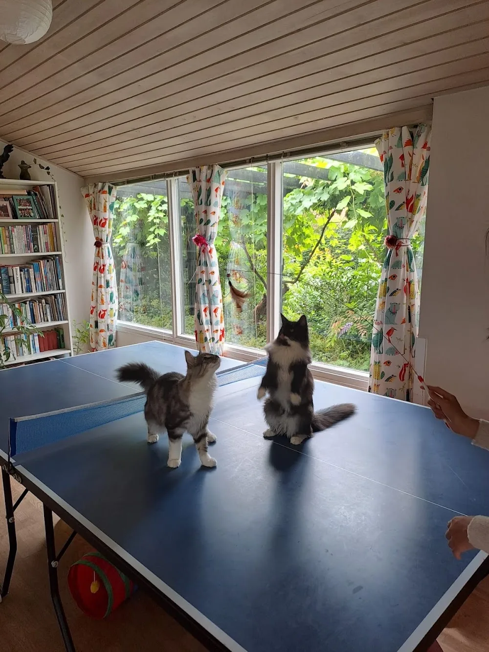 Mimibnb - Denmark pet otel görseli 7