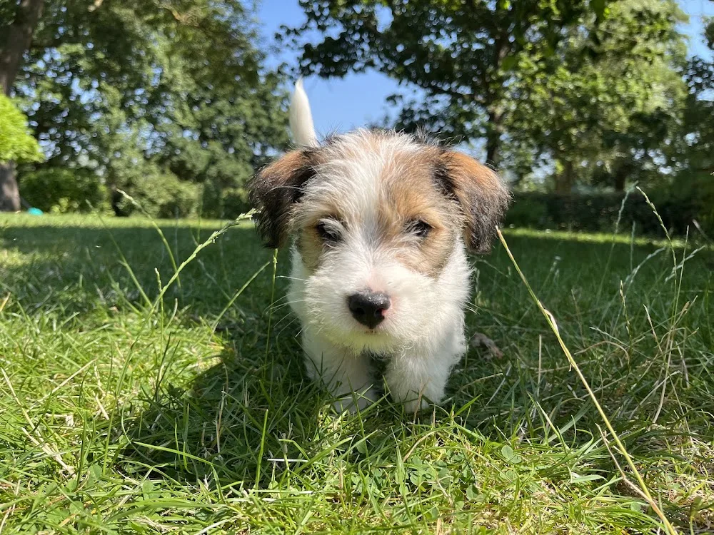 Møllehusets-Kennel - Denmark pet otel görseli 3