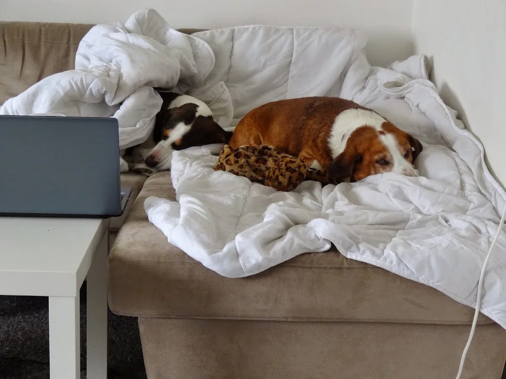 Nalas hunde-hotel - Denmark pet otel görseli 3