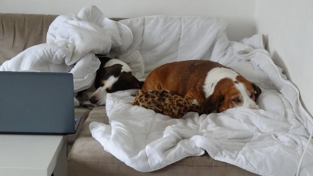 Nalas hunde-hotel - Denmark pet otel görseli 6