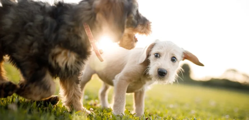 Nordsjællands Hundepension - Denmark pet otel görseli 3