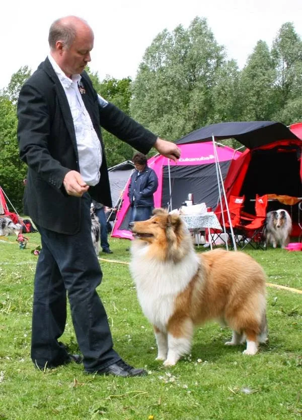 Si-Si Collies & Borzois - Denmark pet otel görseli 3