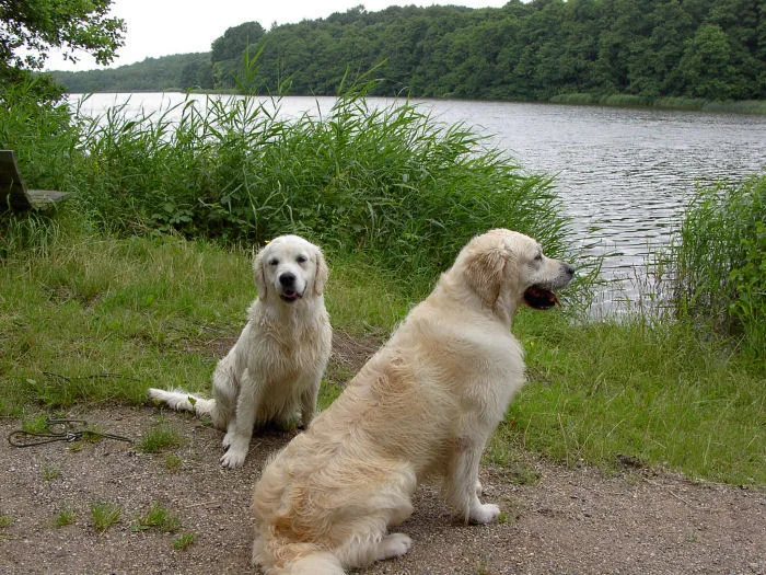 Vallumsøens Hundepension v/Helle Holm Madsen - Denmark pet otel görseli 2