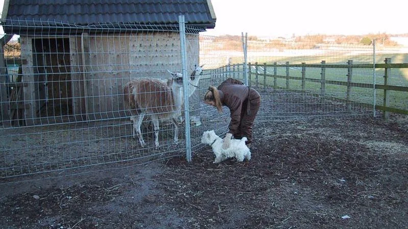 Vejlegaarden hundepension - Denmark pet otel