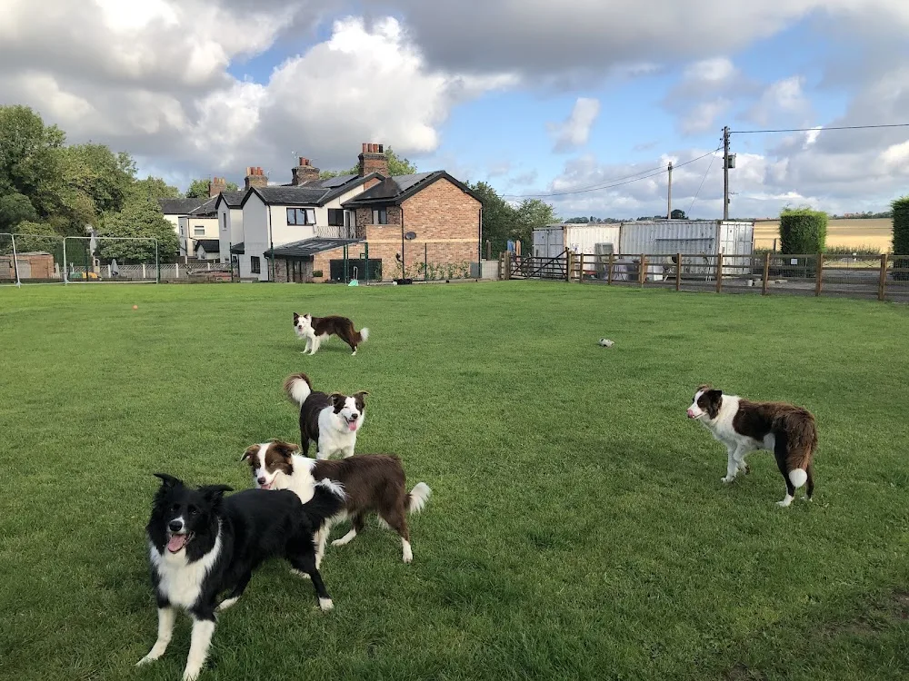 Conifer Kennels & Cattery - Derby pet otel görseli 3