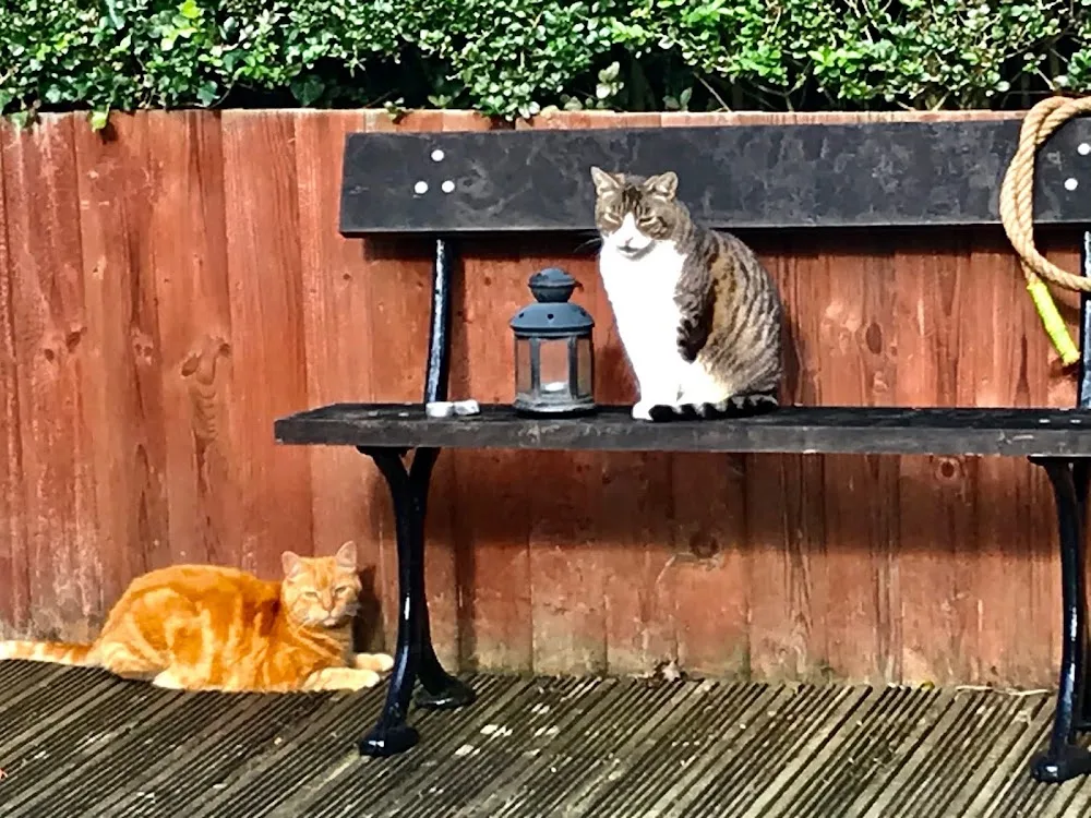 Cottage Cattery - Derby pet otel