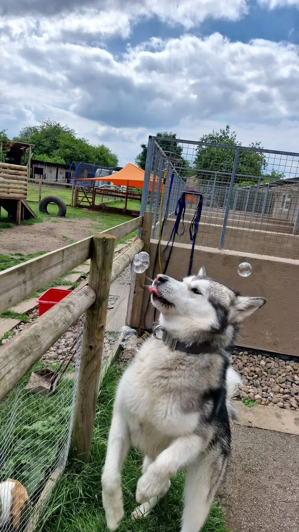 Heartland at Shardlow Boarding Kennels & Cattery - Derby pet otel