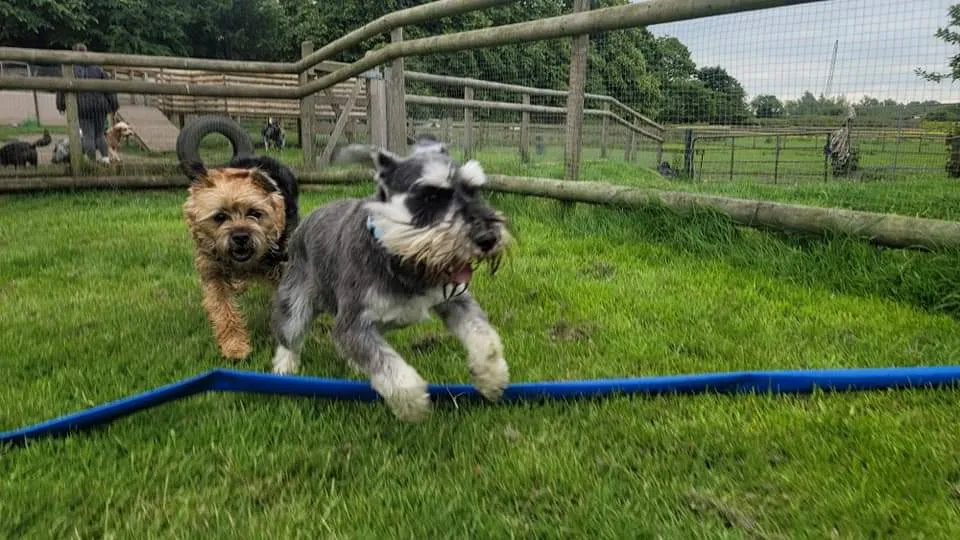 Heartland at Shardlow Boarding Kennels & Cattery - Derby pet otel görseli 3