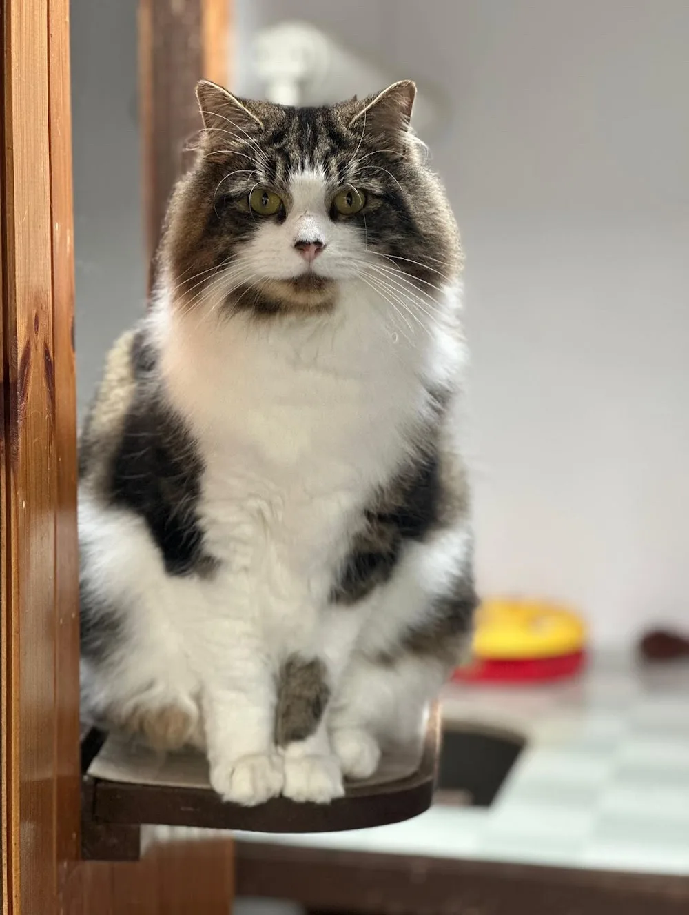 Ideal Cat Boarding - Derby pet otel