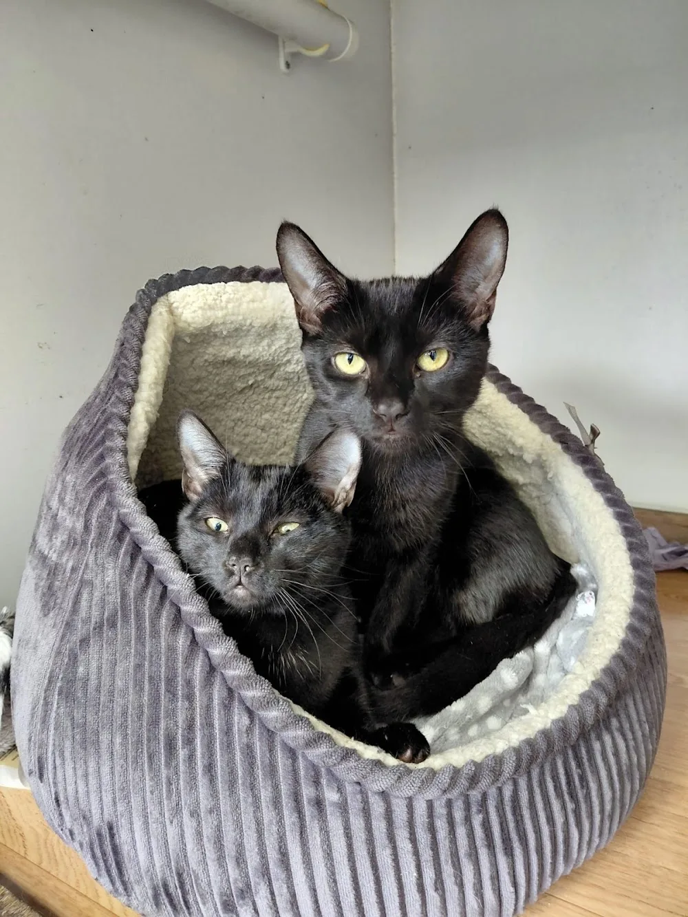 Ideal Cat Boarding - Derby pet otel görseli 3