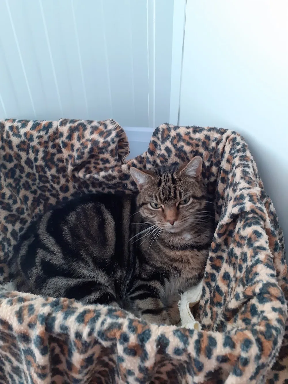 Ockbrook Boarding Cattery - Derby pet otel