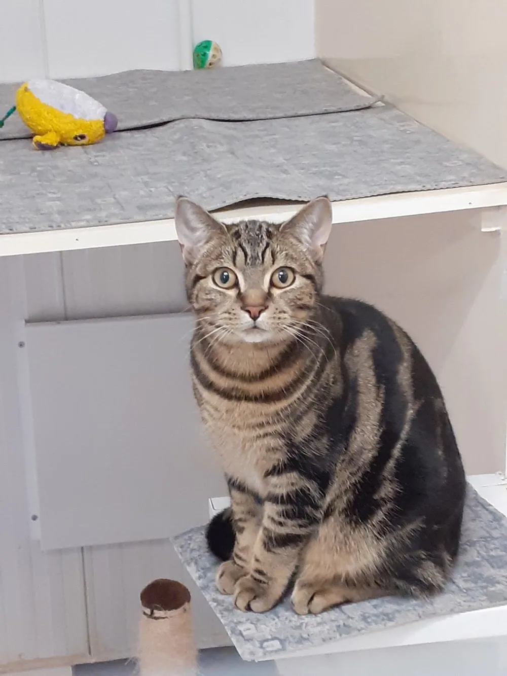Ockbrook Boarding Cattery - Derby pet otel görseli 3