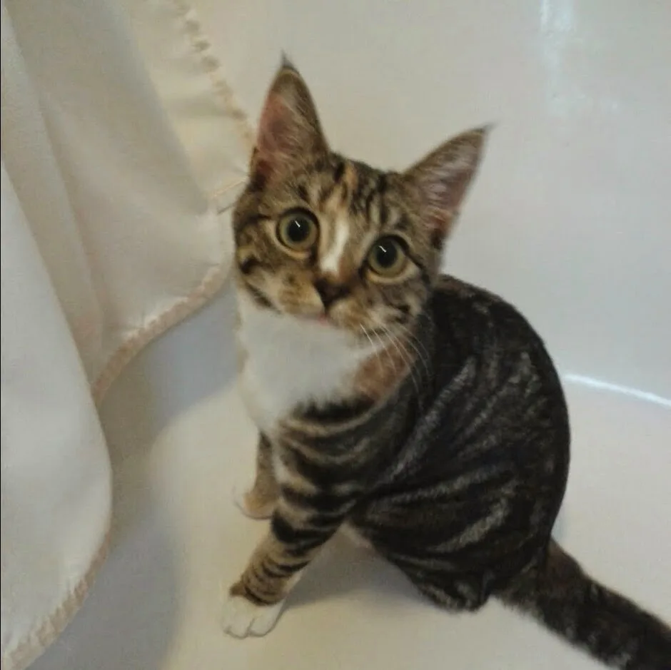 Precious Paws Boarding Cattery - Derby pet otel görseli 5