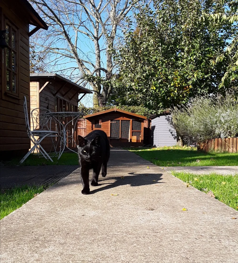 Spondon Village Cattery - Derby pet otel