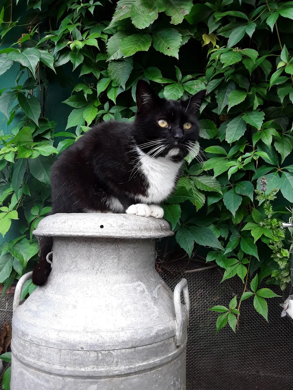 Spondon Village Cattery - Derby pet otel görseli 3