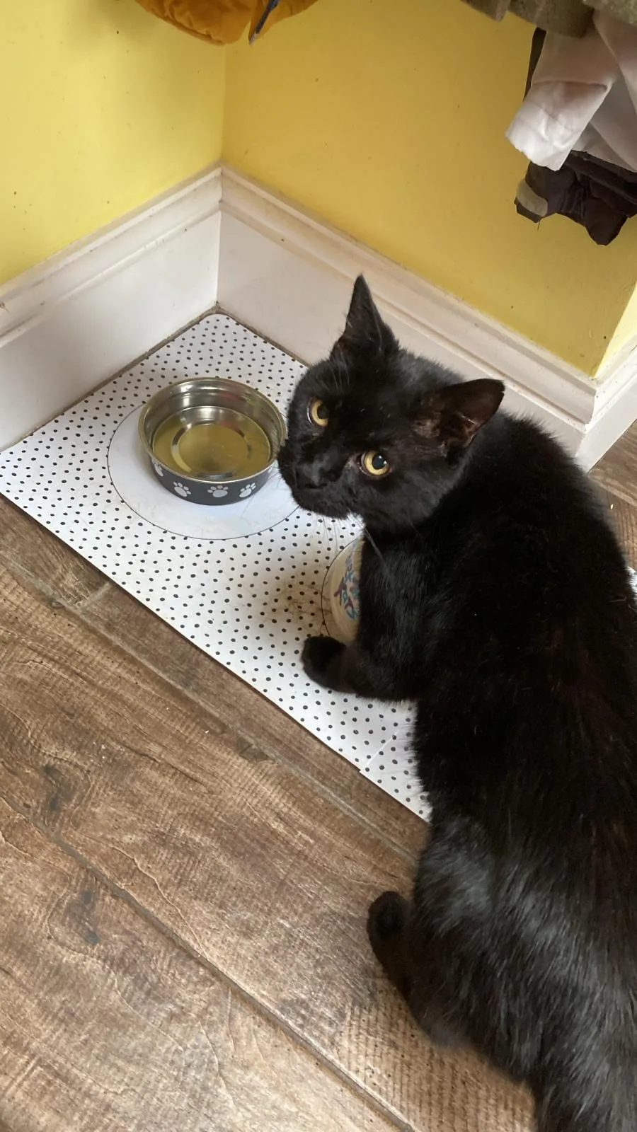 The Cat Butler Derby - Cat Sitting Service, Cattery Alternative - Derby pet otel