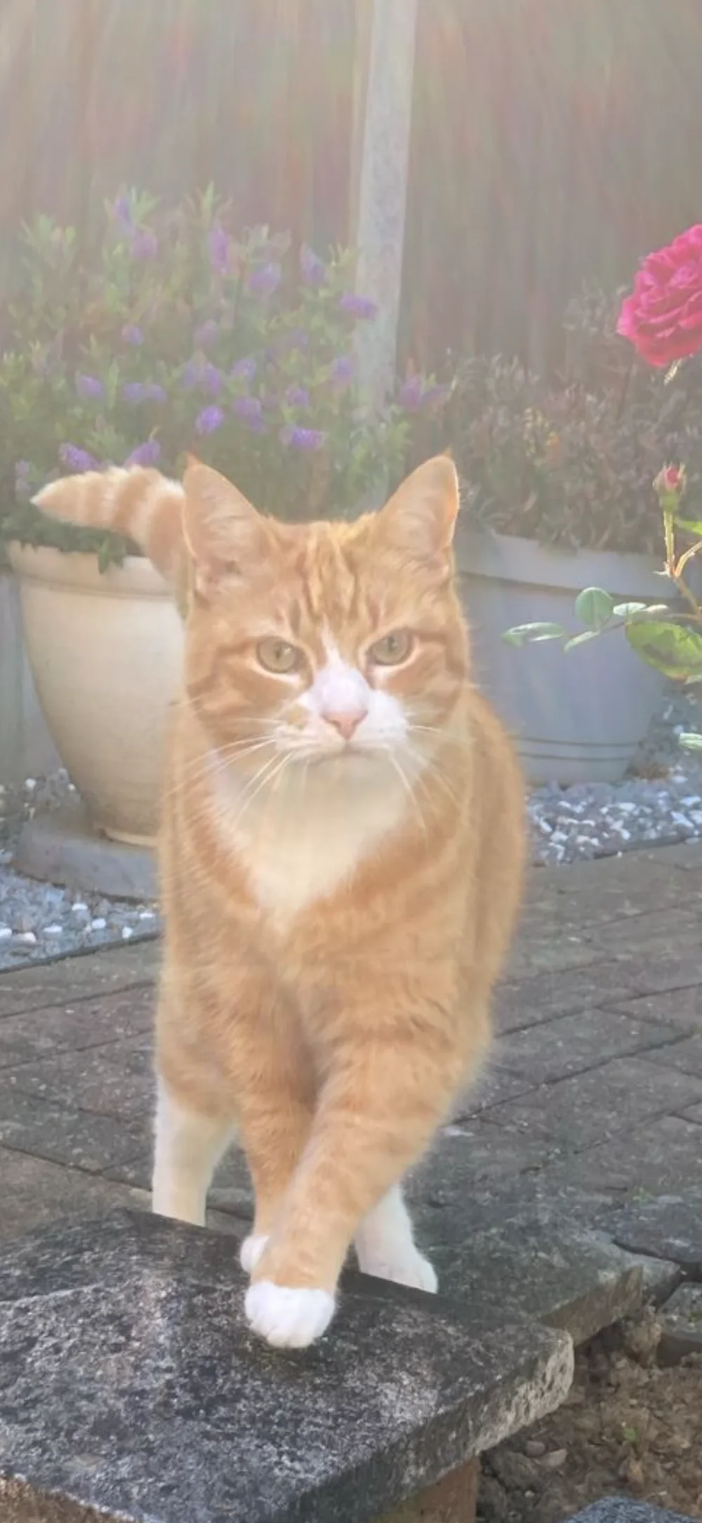 The Cat Butler Derby - Cat Sitting Service, Cattery Alternative - Derby pet otel görseli 3