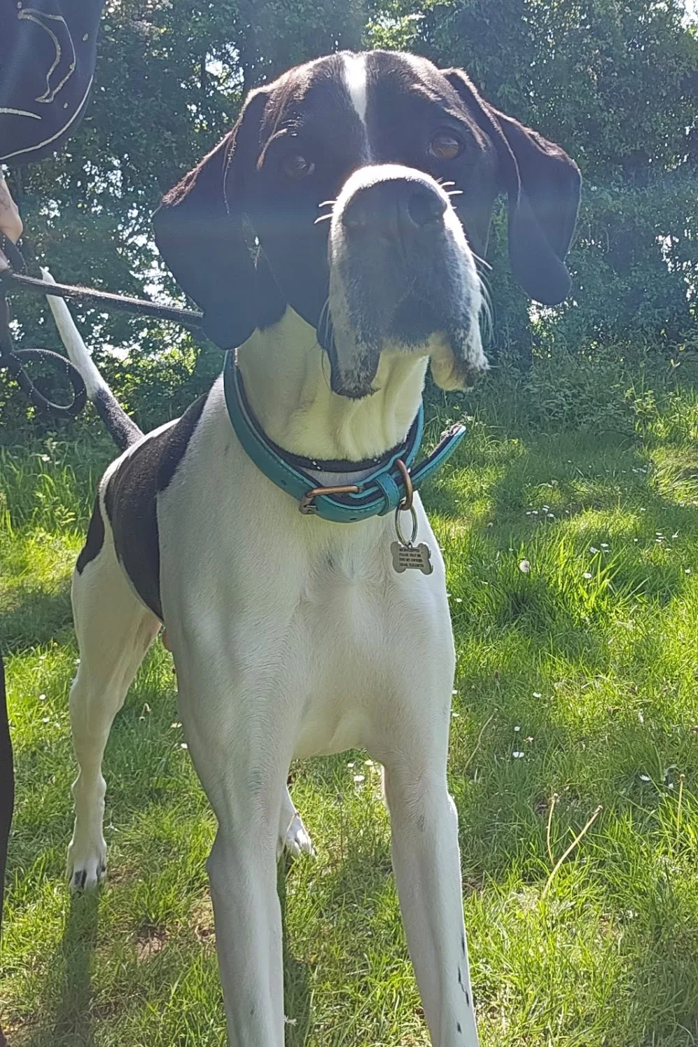 We Love Paws Derby - Dog Walker, Pet Sitter & Home Boarder - Derby pet otel