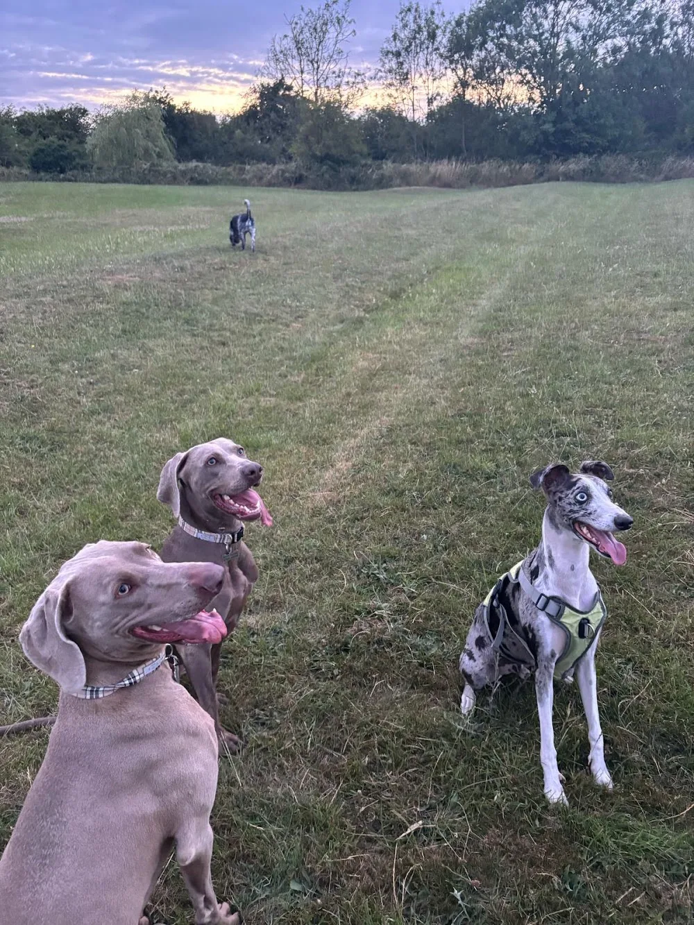 We Love Paws Derby - Dog Walker, Pet Sitter & Home Boarder - Derby pet otel görseli 3