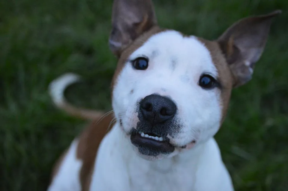 Castlefield Kennels - Derbyshire pet otel