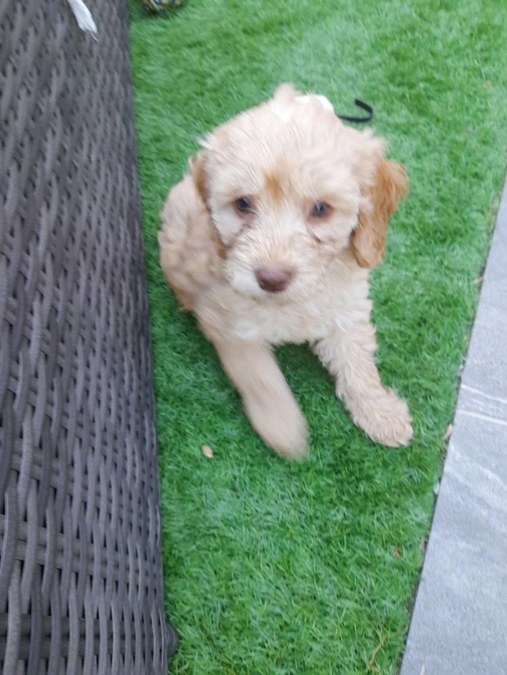 Crowfoot Kennels - Derbyshire pet otel
