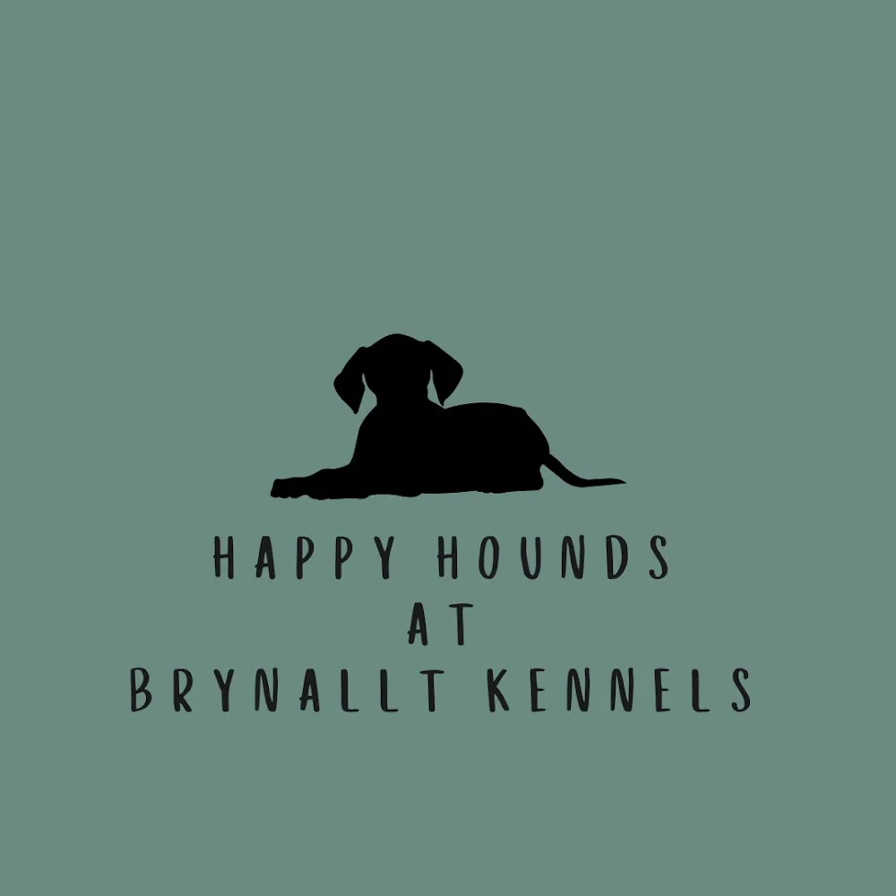 Happy hounds at Brynallt Kennels - Derbyshire pet otel