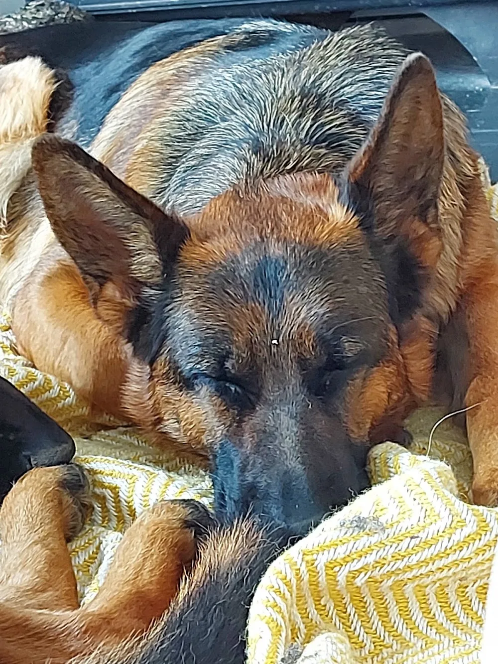 Kilburn K9s - Derbyshire pet otel