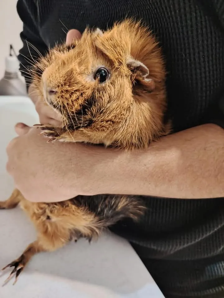Little Dolittle - Derbyshire pet otel