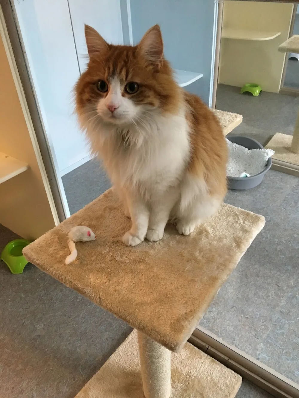 Mandys Cattery - Derbyshire pet otel
