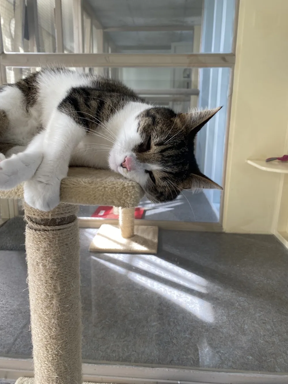 Mandys Cattery - Derbyshire pet otel görseli 3