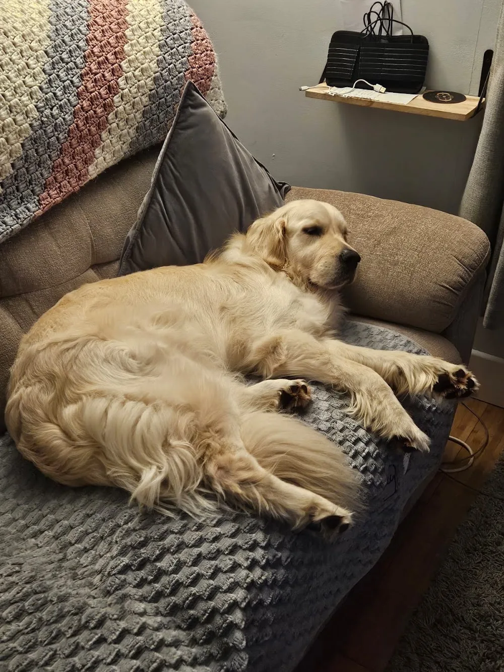 Melmo Home Boarding - Derbyshire pet otel