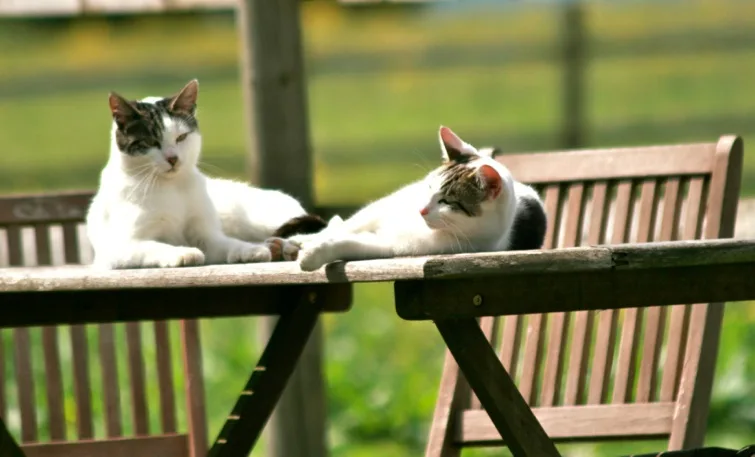 Old Farm Cattery - Derbyshire pet otel