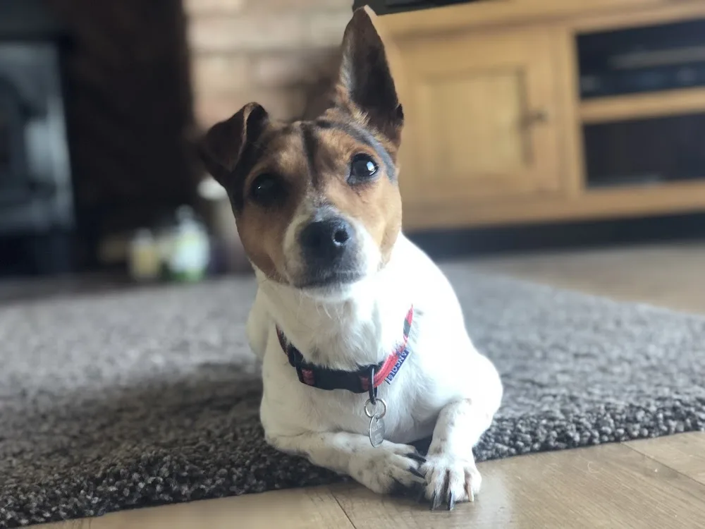 Sixsails Animal Care - Derbyshire pet otel