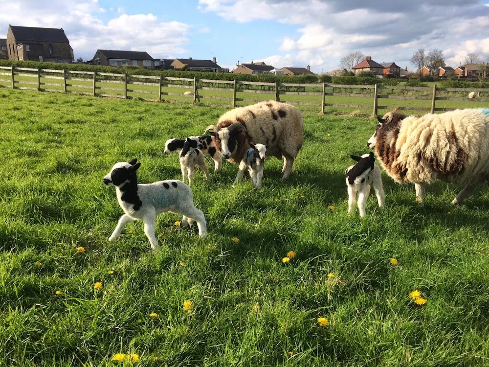 Sixsails Animal Care - Derbyshire pet otel görseli 3