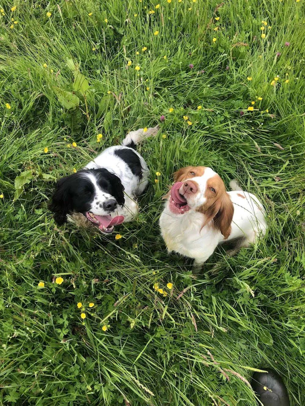 The Derbyshire Dog Retreat: Licensed Home Boarding - Peak District - Derbyshire pet otel görseli 2