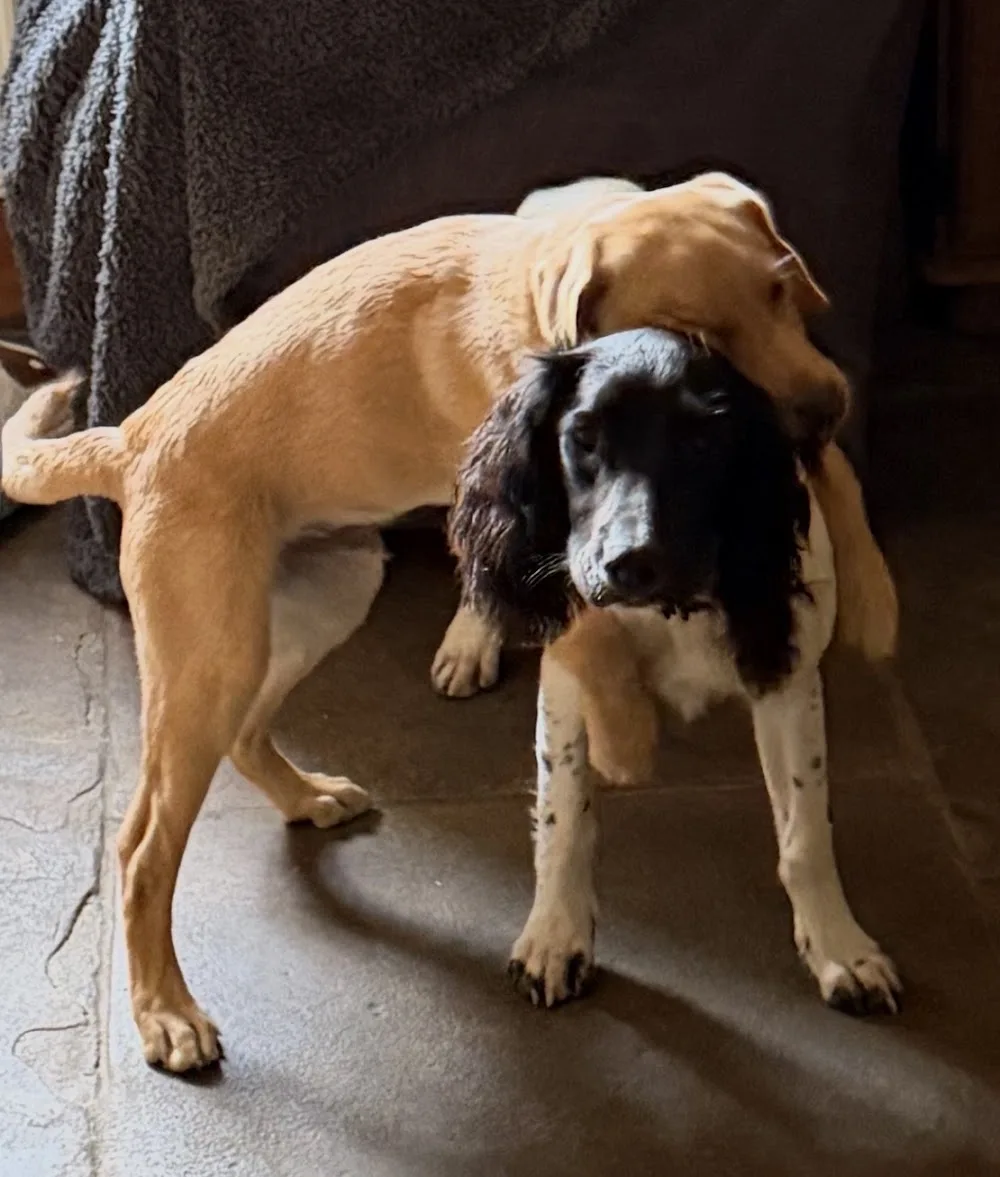 The Derbyshire Dog Retreat: Licensed Home Boarding - Peak District - Derbyshire pet otel görseli 3