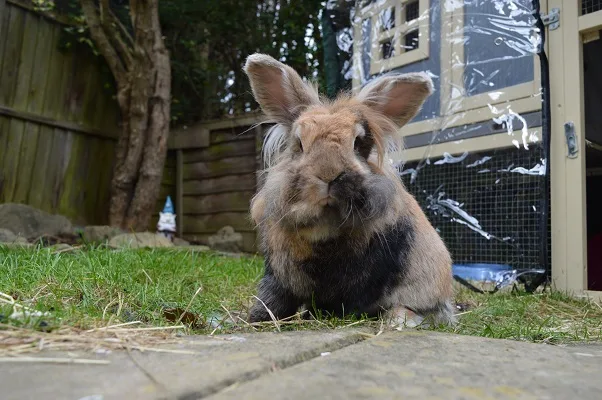 Wheek Away ®️ Small Animal Boarding - Derbyshire pet otel görseli 3