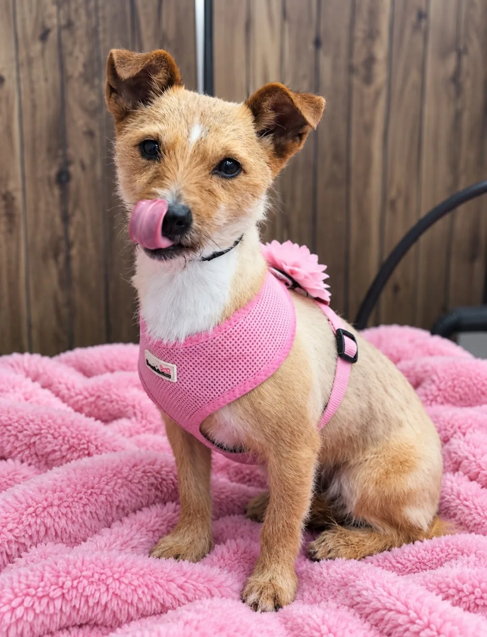Furry Tails Dog home boarding & grooming - Derry City and Strabane pet otel