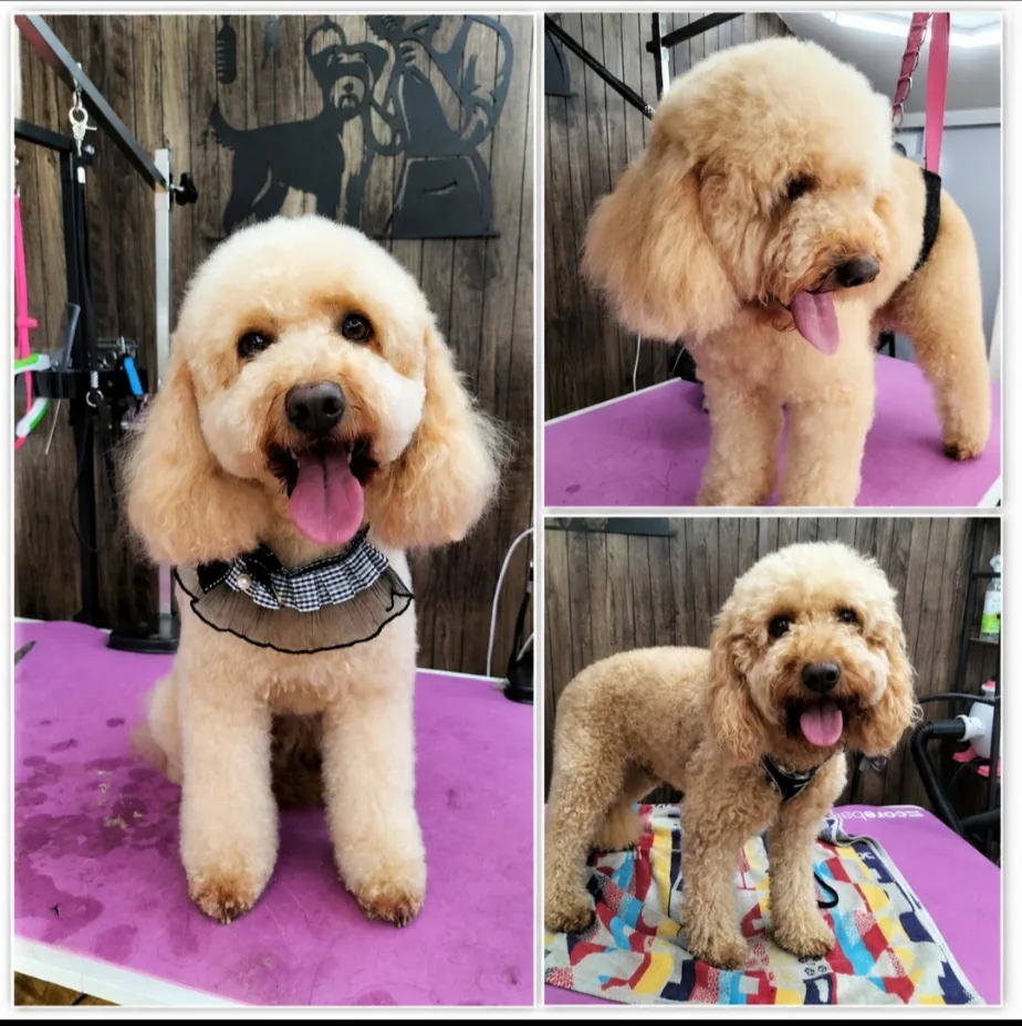 Furry Tails Dog home boarding & grooming - Derry City and Strabane pet otel görseli 3