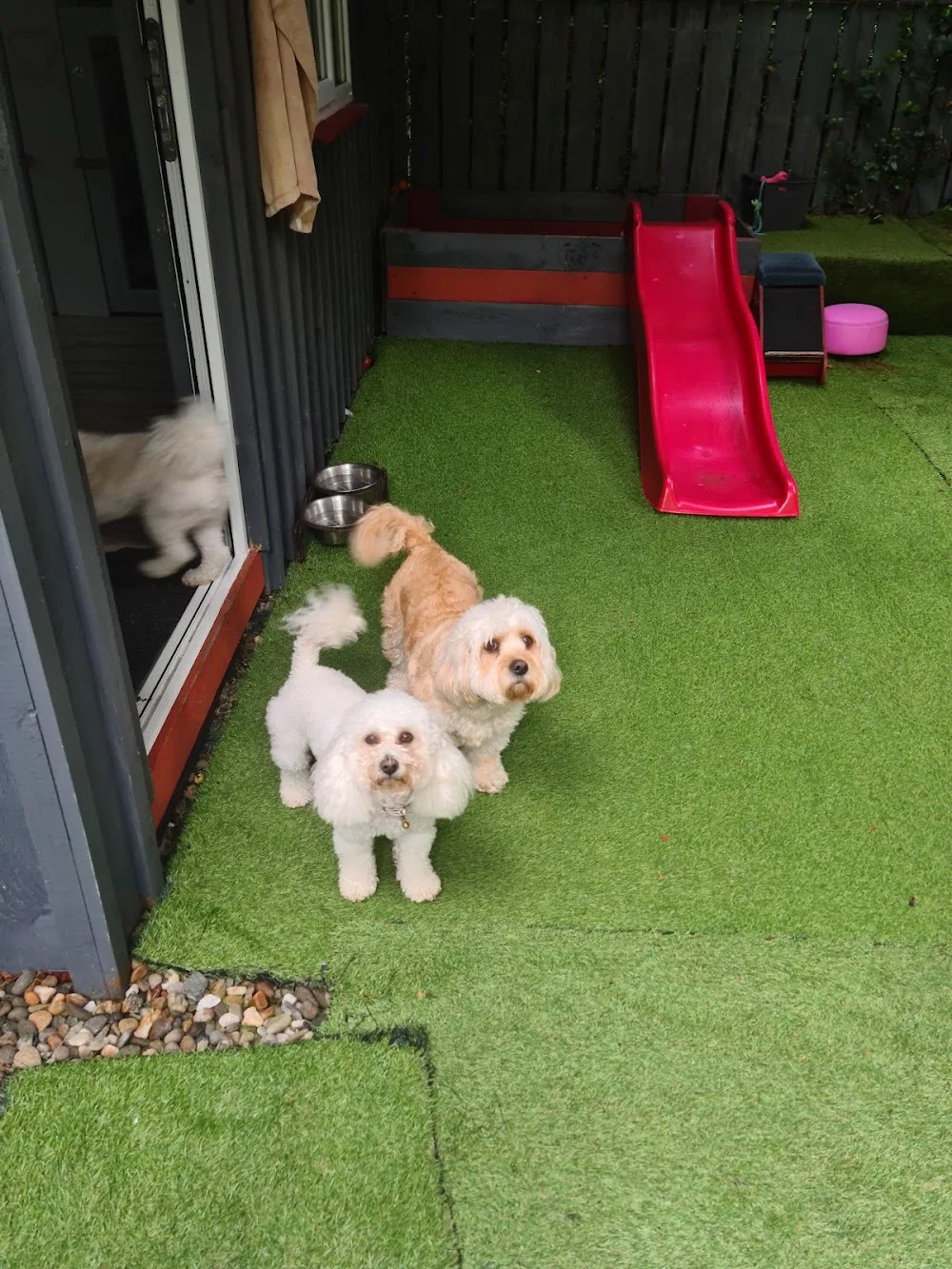 Posh Paws Luxury Kennels - Derry City and Strabane pet otel