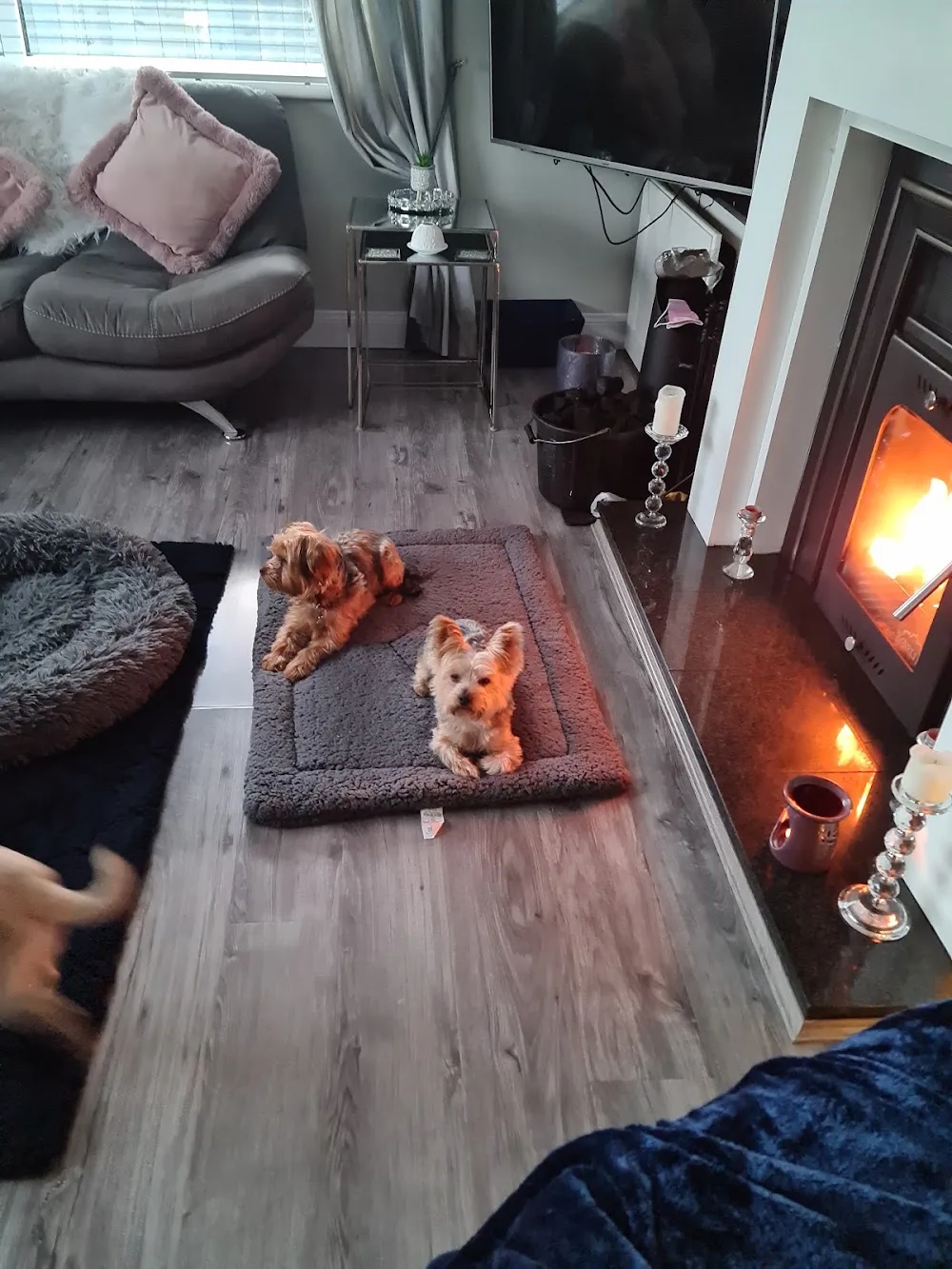 Posh Paws Luxury Kennels - Derry City and Strabane pet otel görseli 3