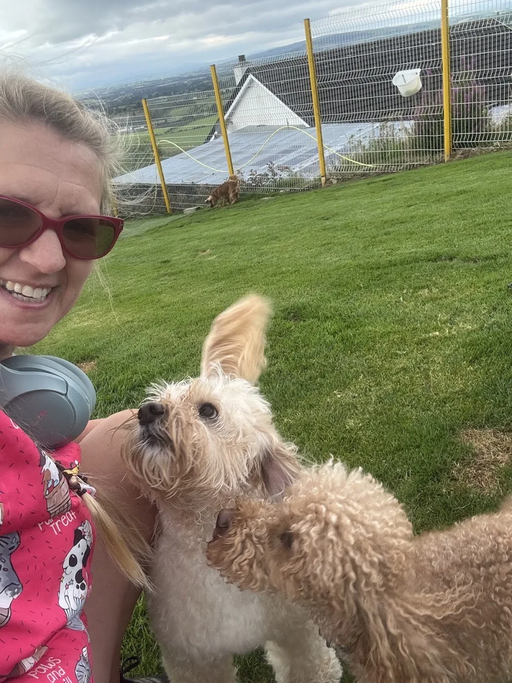 Top Dog NI Boarding Kennels and Grooming services - Derry City and Strabane pet otel