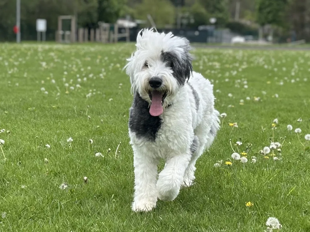 Top Dog NI Boarding Kennels and Grooming services - Derry City and Strabane pet otel görseli 3