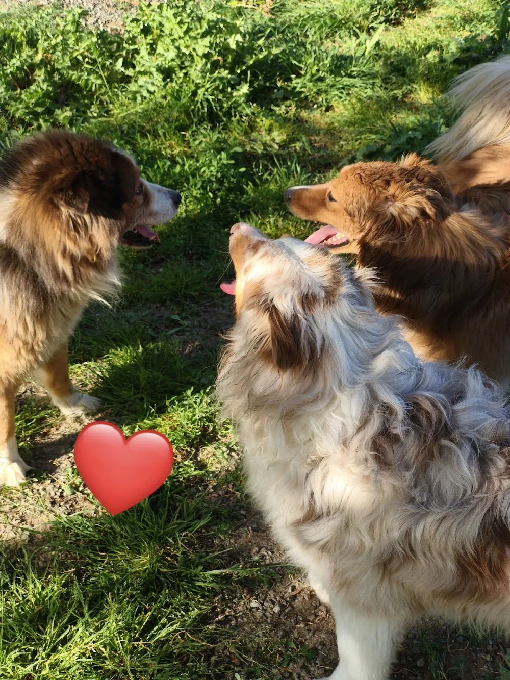 Elevage - Pension Canine et Féline : Les Perles Divines - Deux-Sèvres pet otel görseli 3