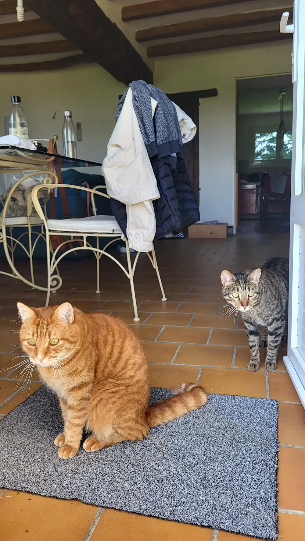 Pattes en folie - Deux-Sèvres pet otel görseli 2