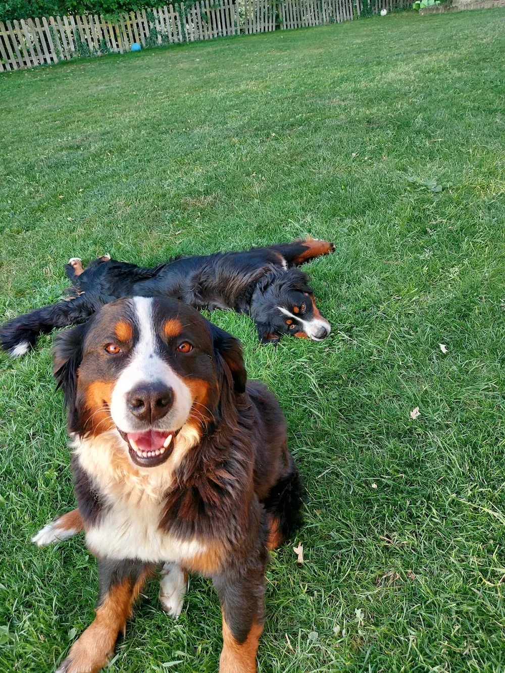 Pension Canine Le Nid' Ange' L - Deux-Sèvres pet otel görseli 3