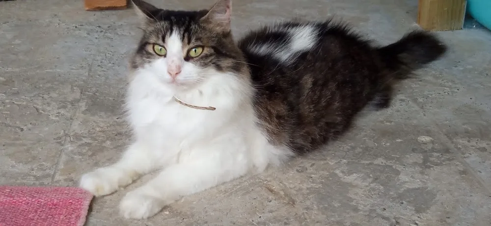 Pension Féline Coeur de chat - Deux-Sèvres pet otel görseli 2