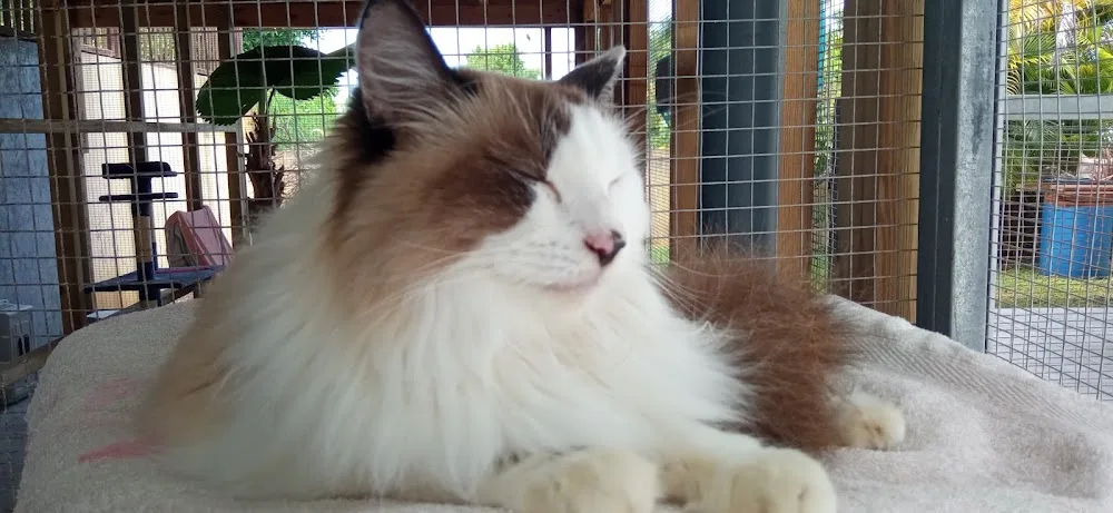 Pension Féline Coeur de chat - Deux-Sèvres pet otel görseli 3